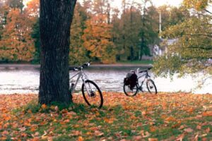 Cykel vid träd
